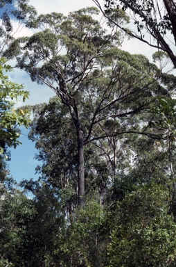 APII jpeg image of Eucalyptus decolor  © contact APII