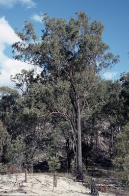 APII jpeg image of Eucalyptus decorticans  © contact APII