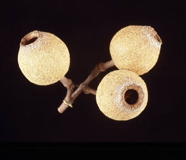 APII jpeg image of Corymbia deserticola  © contact APII