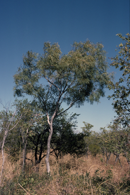 APII jpeg image of Eucalyptus distans  © contact APII