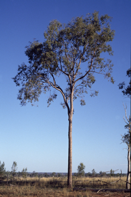 APII jpeg image of Corymbia dolichocarpa  © contact APII