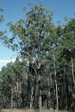 APII jpeg image of Eucalyptus dura  © contact APII