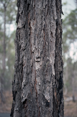 APII jpeg image of Eucalyptus dura  © contact APII