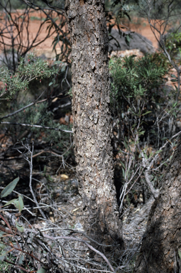 APII jpeg image of Corymbia eremaea  © contact APII