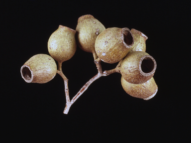APII jpeg image of Corymbia eremaea  © contact APII