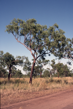 APII jpeg image of Corymbia erythrophloia  © contact APII