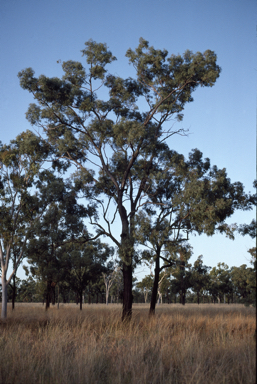 APII jpeg image of Eucalyptus exilipes  © contact APII
