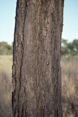 APII jpeg image of Eucalyptus exilipes  © contact APII