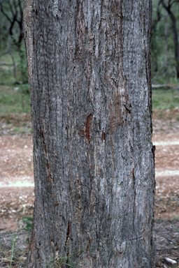 APII jpeg image of Eucalyptus exserta  © contact APII