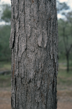 APII jpeg image of Eucalyptus exserta  © contact APII