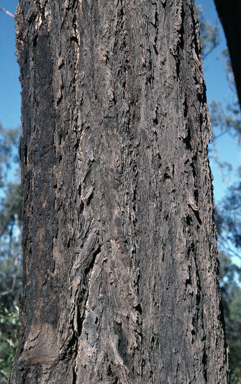 APII jpeg image of Eucalyptus fibrosa subsp. fibrosa  © contact APII