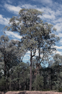 APII jpeg image of Eucalyptus fibrosa subsp. nubila  © contact APII