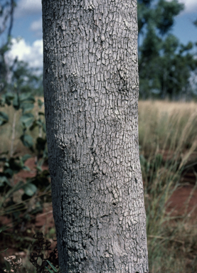 APII jpeg image of Eucalyptus fitzgeraldii  © contact APII