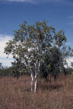 APII jpeg image of Corymbia flavescens  © contact APII