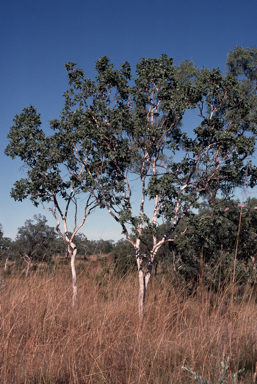 APII jpeg image of Corymbia flavescens  © contact APII