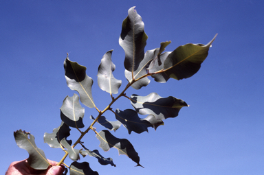 APII jpeg image of Corymbia flavescens  © contact APII