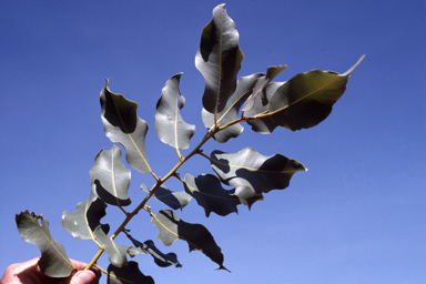 APII jpeg image of Corymbia flavescens  © contact APII