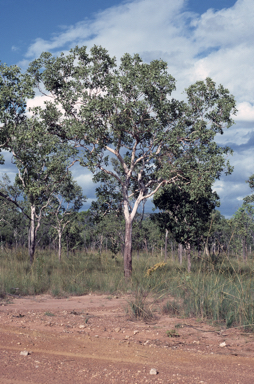 APII jpeg image of Corymbia foelscheana  © contact APII