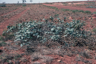 APII jpeg image of Eucalyptus gamophylla  © contact APII