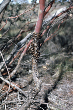 APII jpeg image of Eucalyptus gamophylla  © contact APII