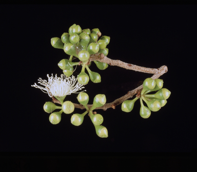 APII jpeg image of Corymbia gilbertensis  © contact APII