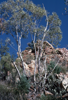 APII jpeg image of Eucalyptus gillenii  © contact APII