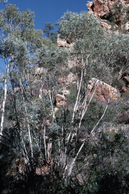 APII jpeg image of Eucalyptus gillenii  © contact APII