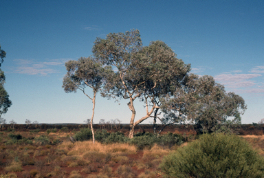 APII jpeg image of Eucalyptus gongylocarpa  © contact APII