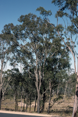 APII jpeg image of Eucalyptus granitica  © contact APII