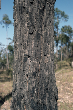 APII jpeg image of Eucalyptus granitica  © contact APII