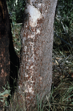 APII jpeg image of Corymbia greeniana  © contact APII