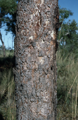 APII jpeg image of Corymbia greeniana  © contact APII