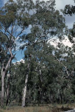 APII jpeg image of Eucalyptus grisea  © contact APII