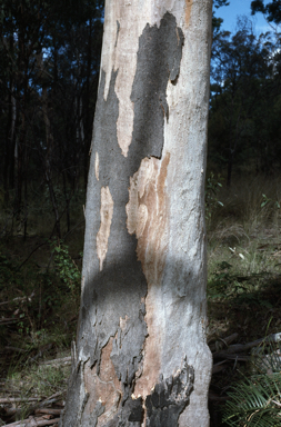 APII jpeg image of Eucalyptus grisea  © contact APII