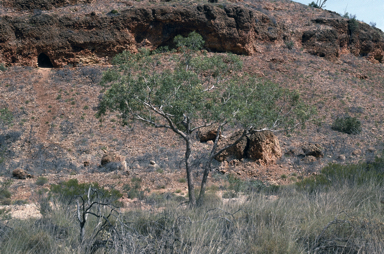 APII jpeg image of Corymbia hamersleyana  © contact APII