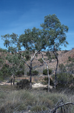 APII jpeg image of Corymbia hamersleyana  © contact APII