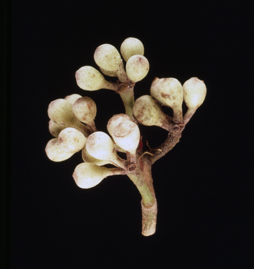 APII jpeg image of Corymbia hamersleyana  © contact APII