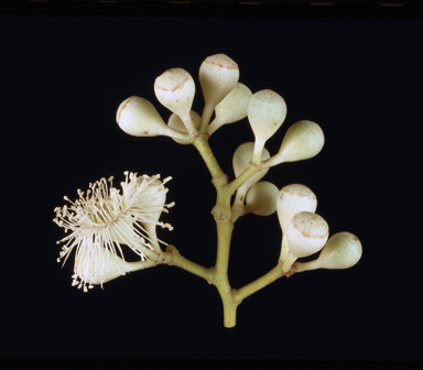 APII jpeg image of Corymbia hamersleyana  © contact APII
