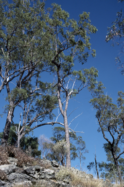 APII jpeg image of Corymbia hendersonii  © contact APII