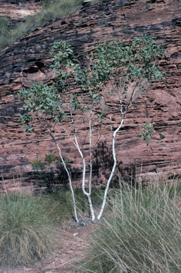 APII jpeg image of Eucalyptus herbertiana  © contact APII