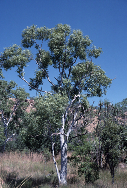 APII jpeg image of Eucalyptus houseana  © contact APII