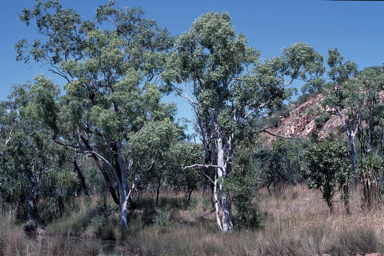 APII jpeg image of Eucalyptus houseana  © contact APII