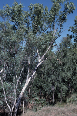 APII jpeg image of Eucalyptus houseana  © contact APII