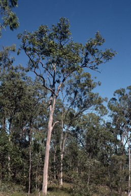 APII jpeg image of Eucalyptus howittiana  © contact APII