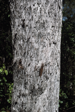 APII jpeg image of Eucalyptus howittiana  © contact APII