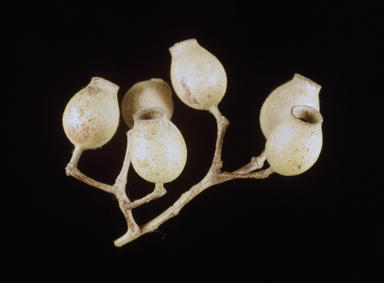 APII jpeg image of Corymbia hylandii  © contact APII