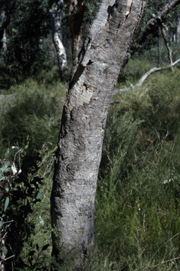 APII jpeg image of Eucalyptus interstans  © contact APII