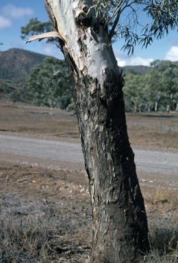 APII jpeg image of Eucalyptus intertexta  © contact APII