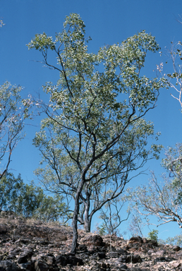 APII jpeg image of Eucalyptus jensenii  © contact APII