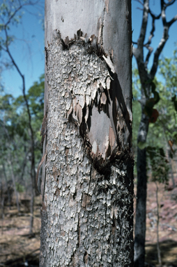 APII jpeg image of Eucalyptus koolpinensis  © contact APII